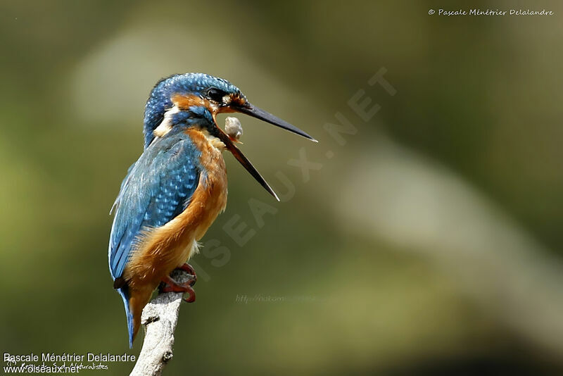 Common Kingfisher