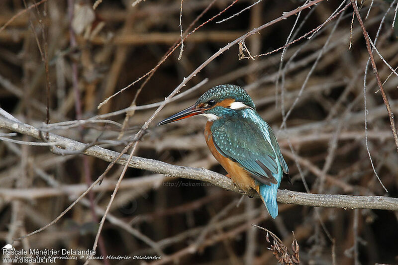 Common Kingfisher female