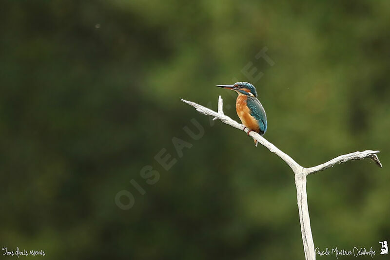 Common Kingfisher