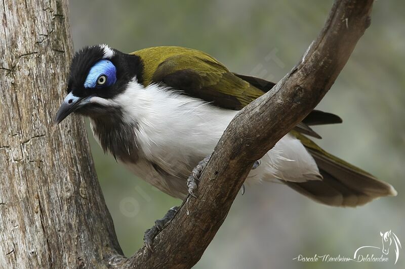 Blue-faced Honeyeater