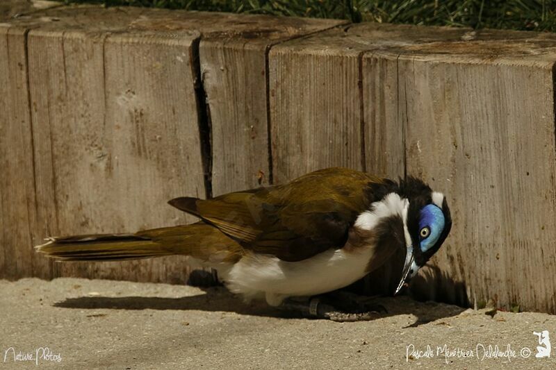 Blue-faced Honeyeater