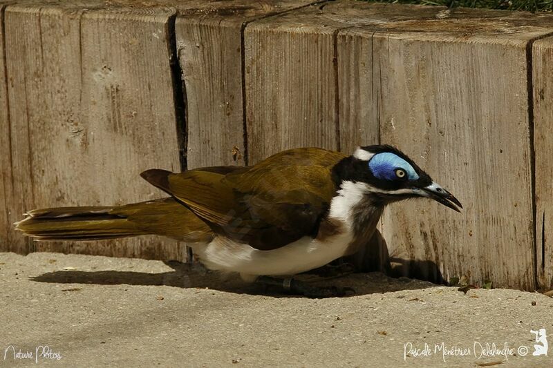 Blue-faced Honeyeater