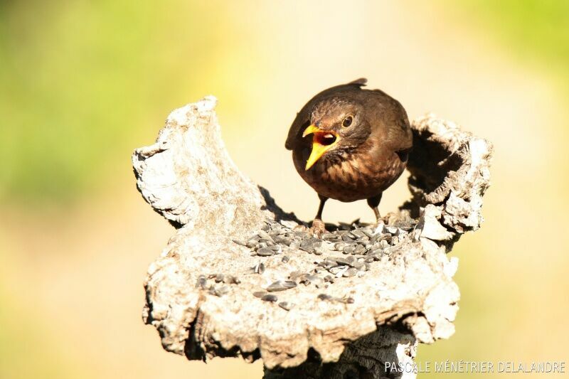 Common Blackbird female adult