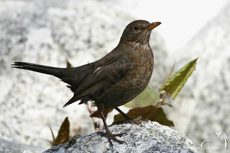 Common Blackbird female