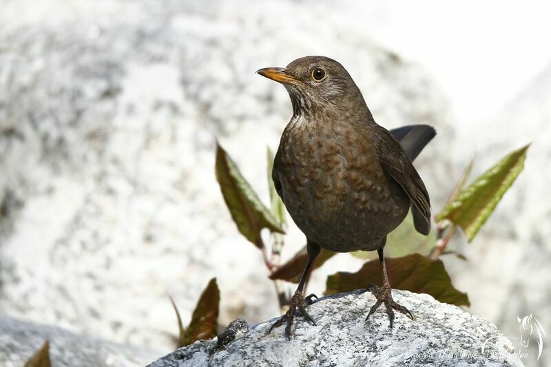 Common Blackbird female