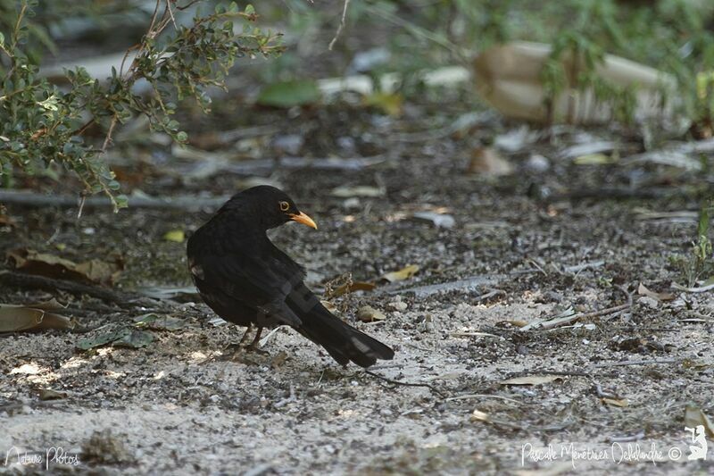 Common Blackbird