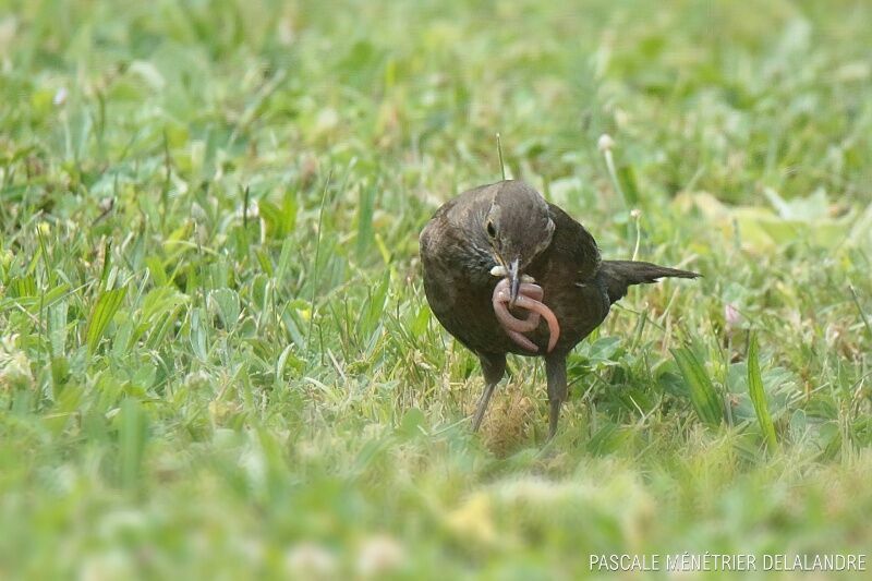 Common Blackbird female