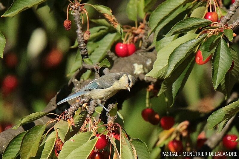 Eurasian Blue Tit