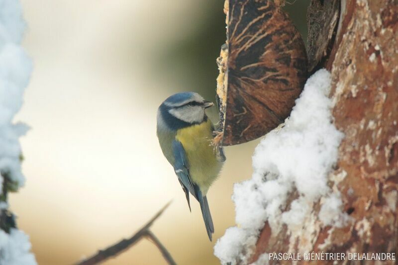 Eurasian Blue Titadult