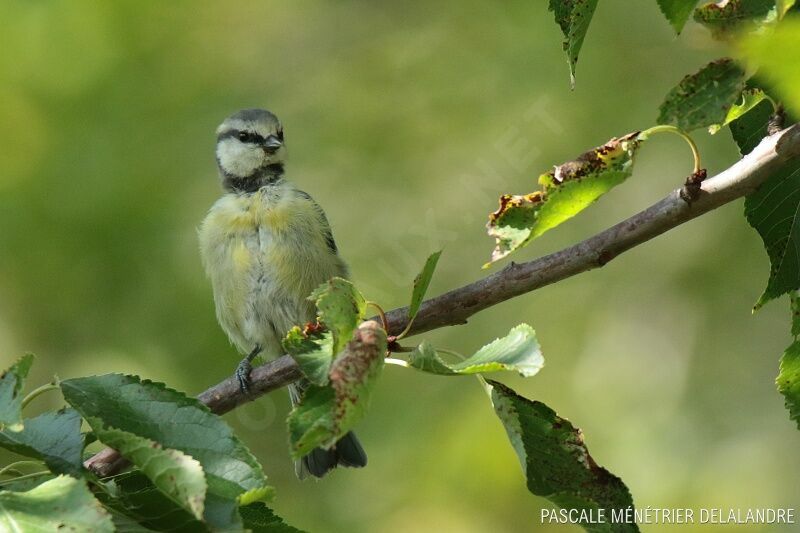 Mésange bleuejuvénile