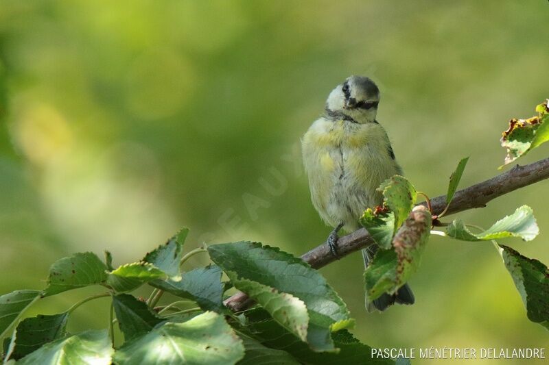 Mésange bleuejuvénile