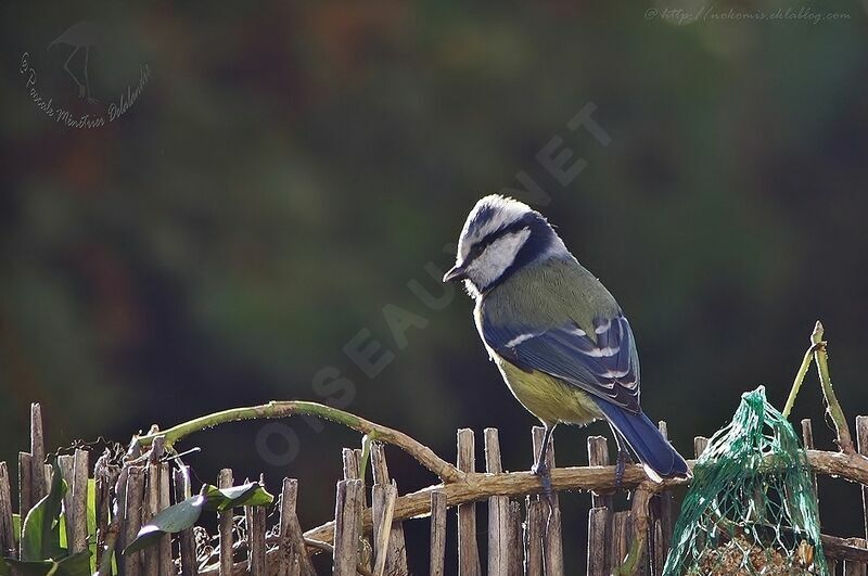 Mésange bleue