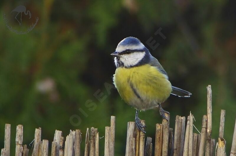 Mésange bleue