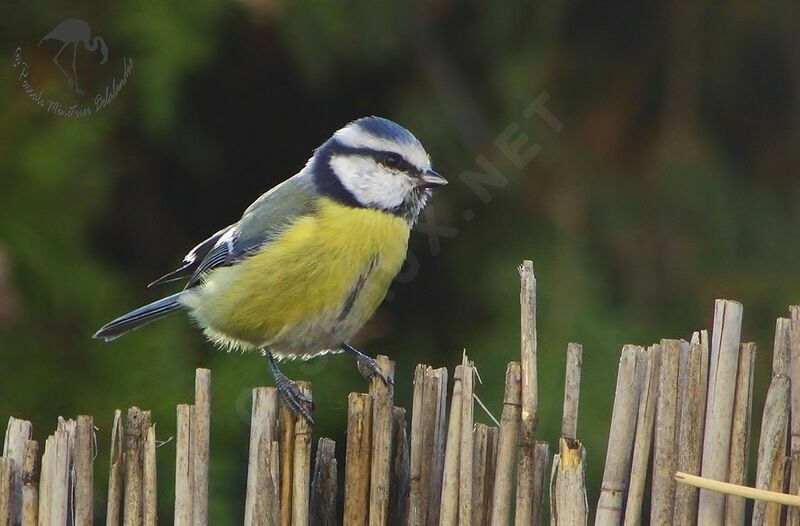 Mésange bleue