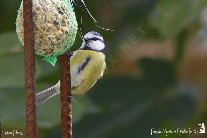 Eurasian Blue Tit