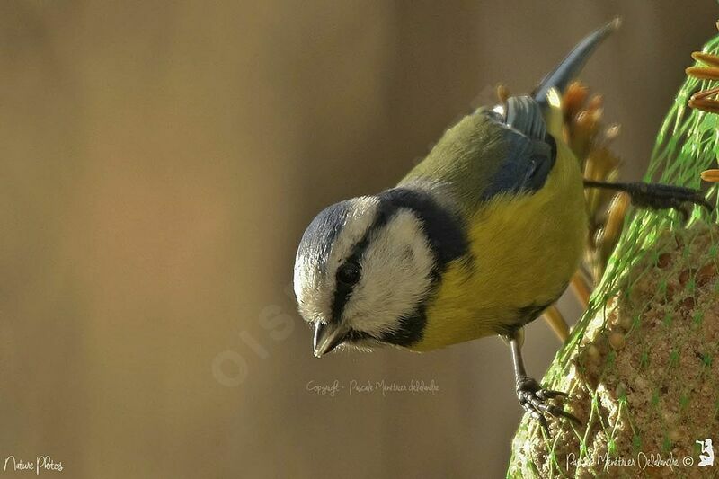 Mésange bleue