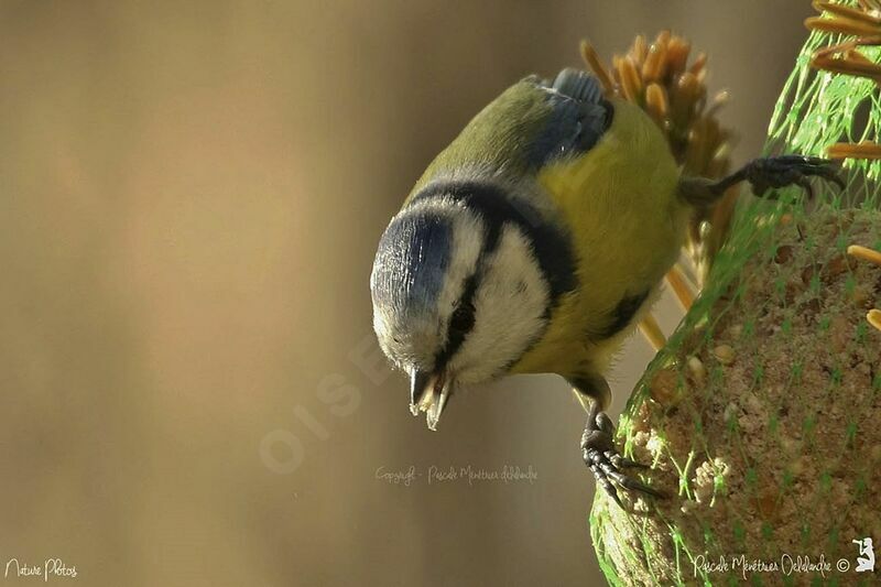 Eurasian Blue Tit