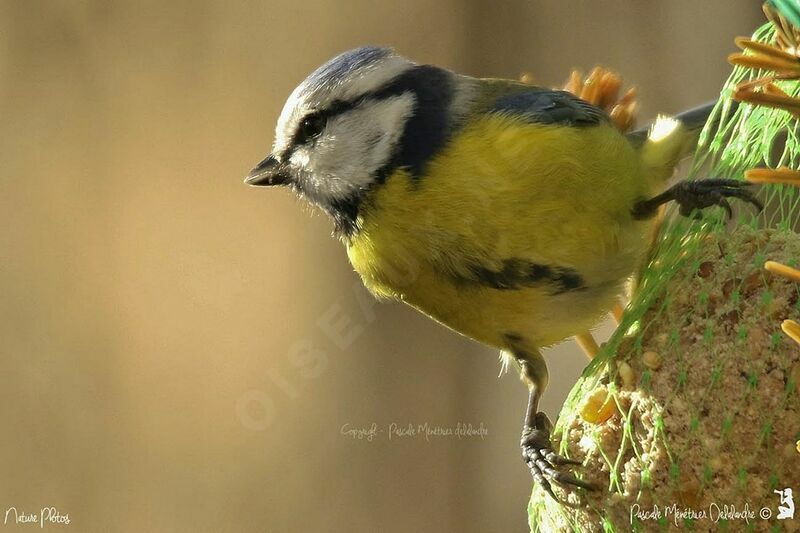 Eurasian Blue Tit