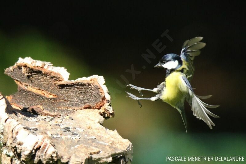 Great Tit