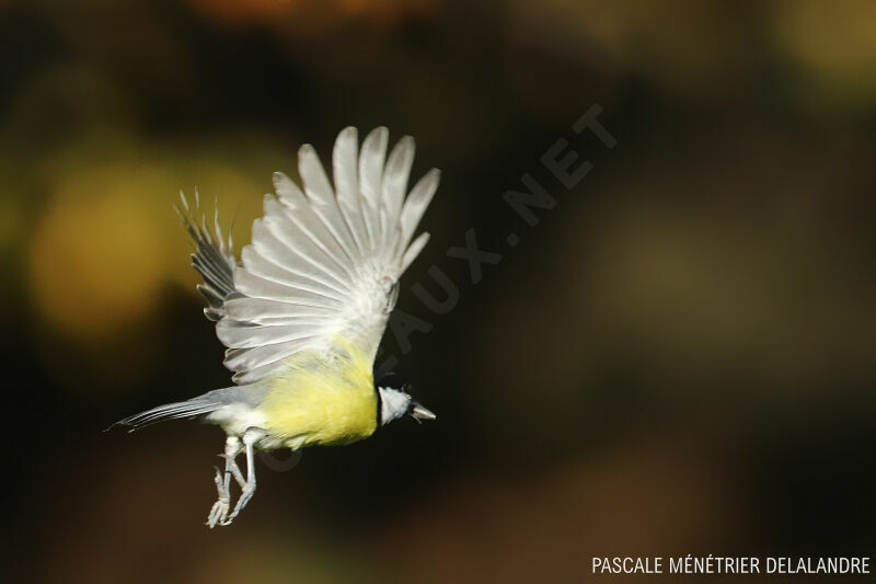 Mésange charbonnièreadulte