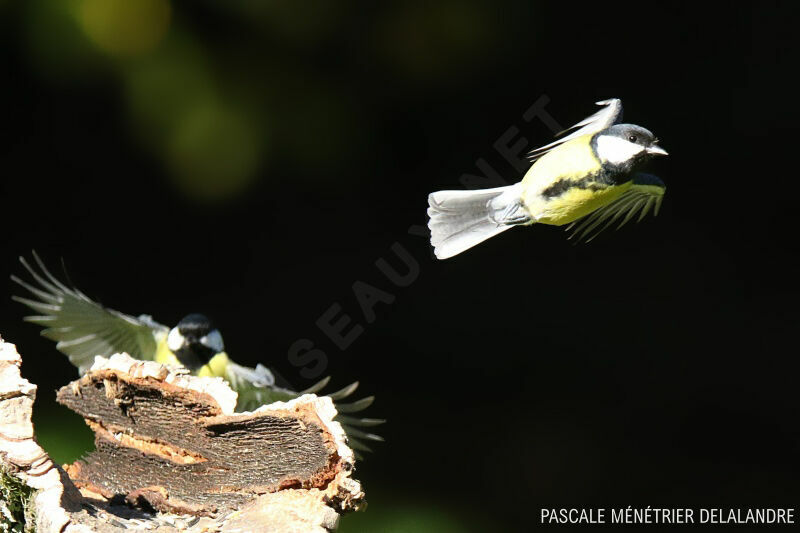 Mésange charbonnièreadulte