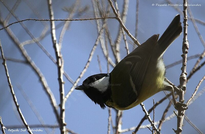 Great Tit