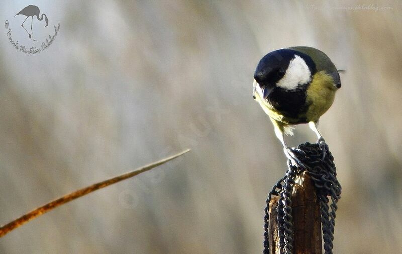 Mésange charbonnière