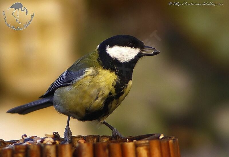 Great Tit