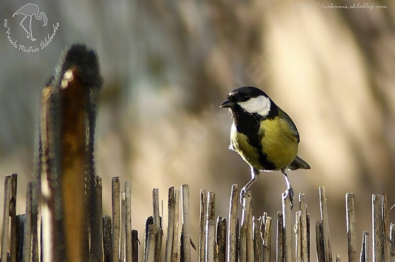 Mésange charbonnière