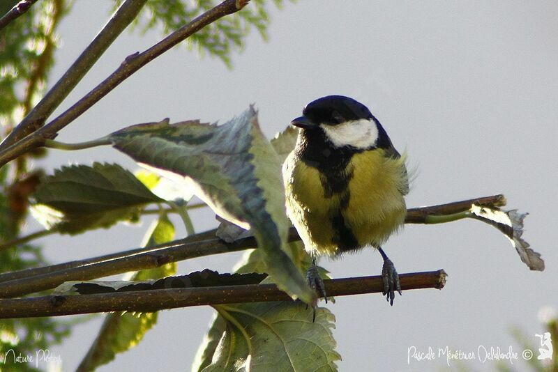 Great Tit