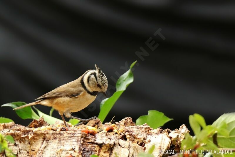 Crested Tit