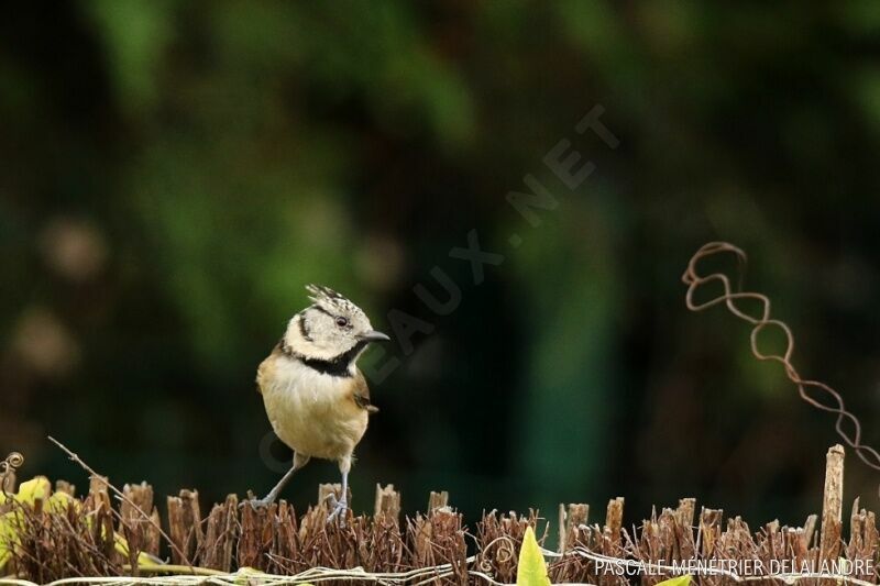 Mésange huppée