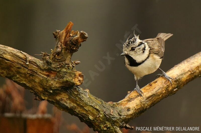 Mésange huppée