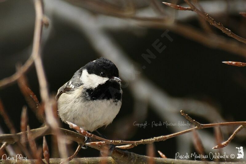 Coal Tit