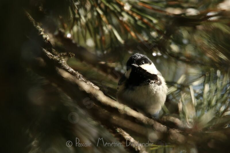 Coal Tit