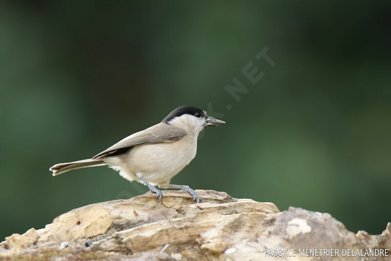 Marsh Tit