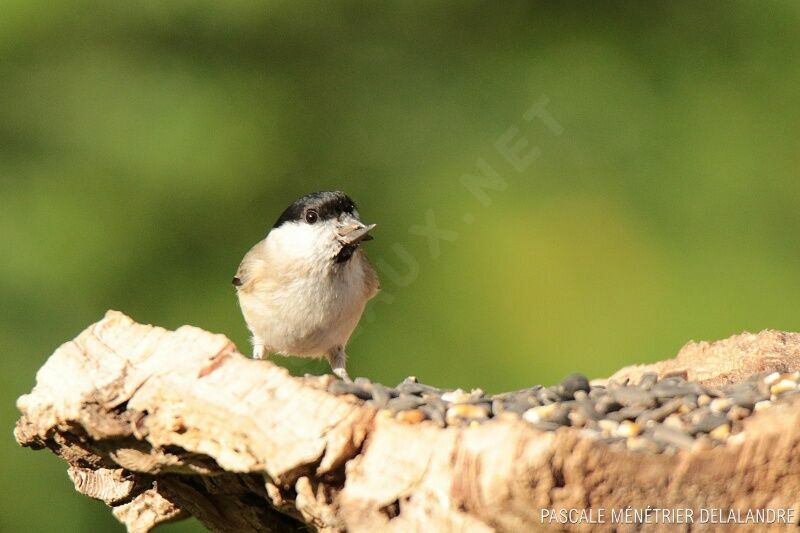 Marsh Titadult