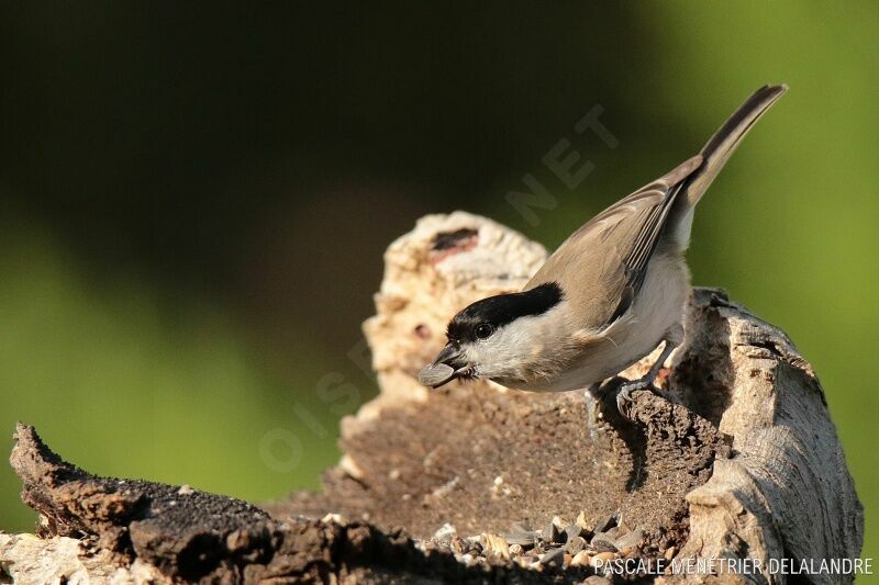 Mésange nonnetteadulte