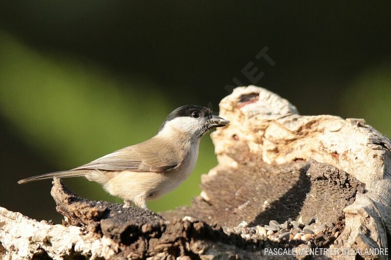 Mésange nonnetteadulte