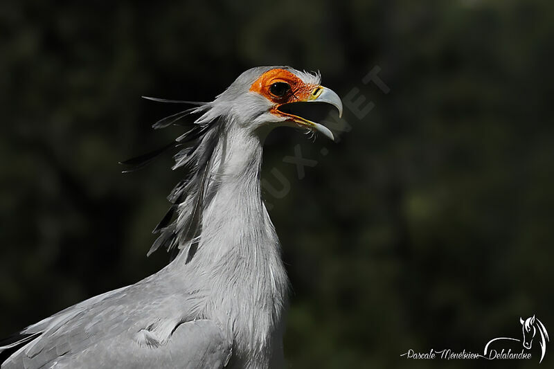 Secretarybird