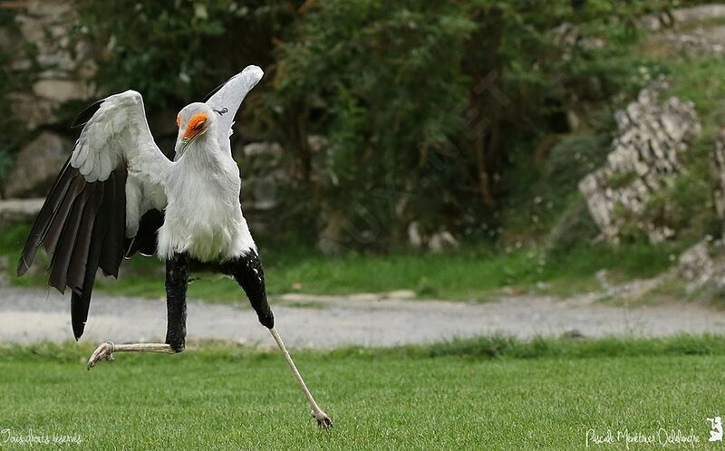 Secretarybird