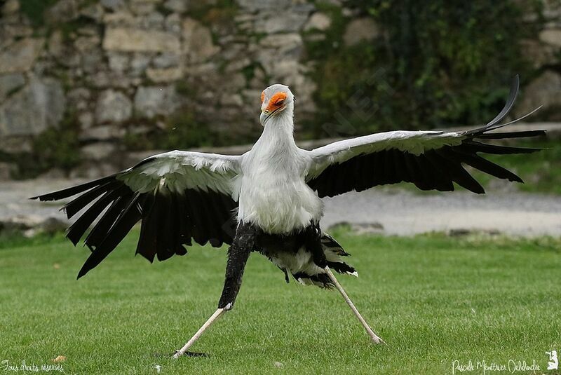 Secretarybird