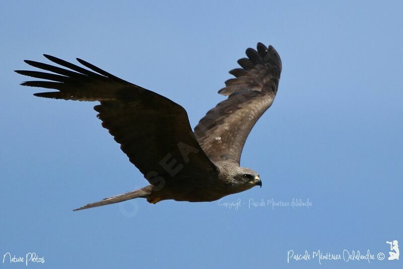 Black Kite