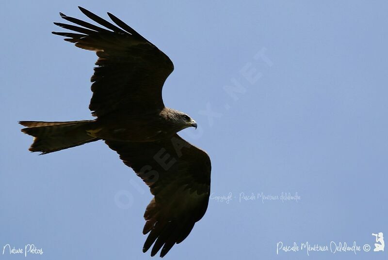 Black Kite