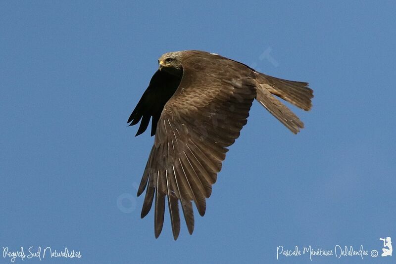 Black Kite