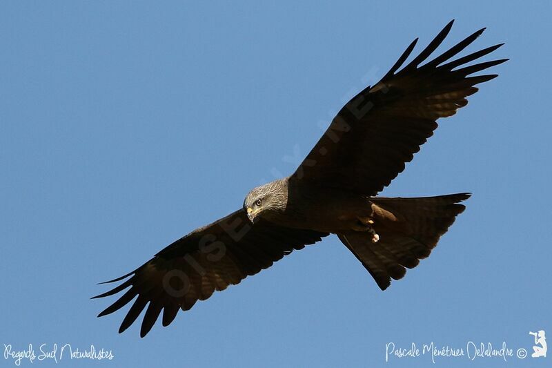 Black Kite