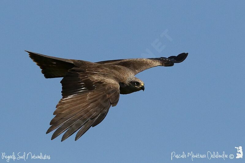 Black Kite