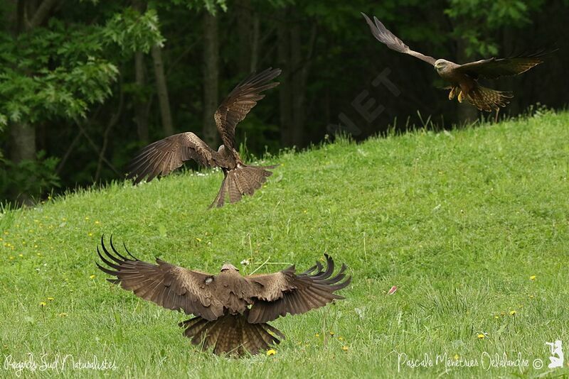 Black Kite