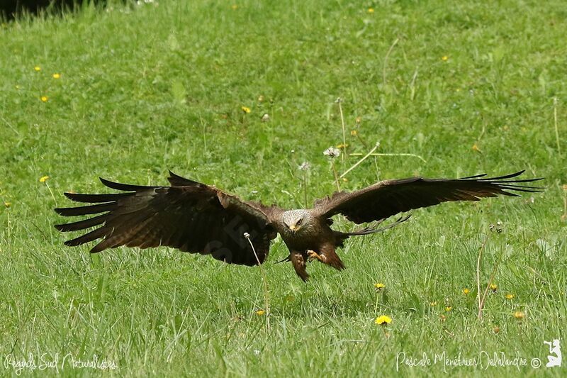 Black Kite