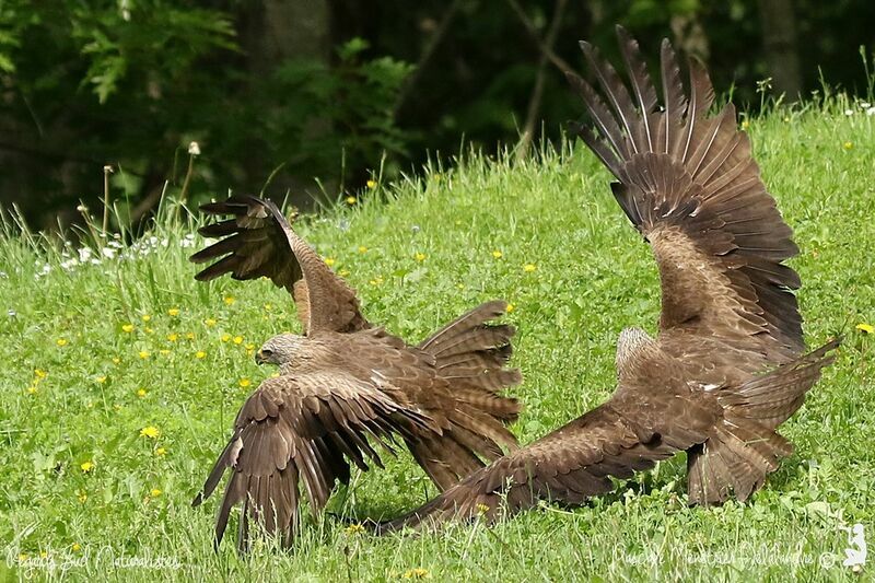 Black Kite